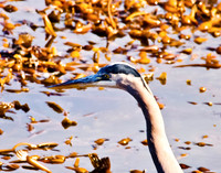 Blue Heron
