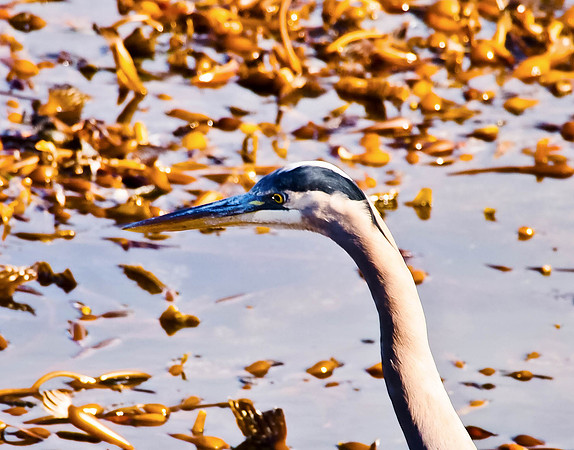 Blue Heron