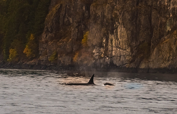 Orca's or Killer Whales