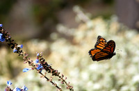The Monarch