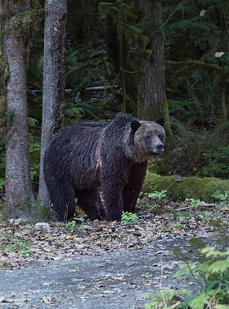 8 ft Grizzly