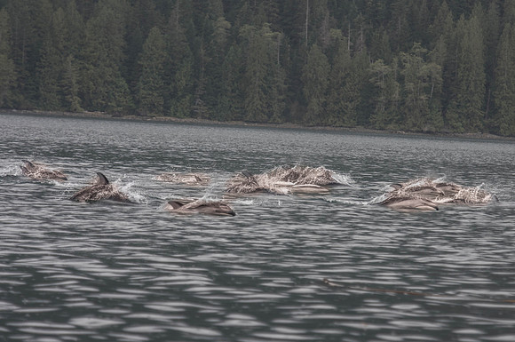 Dolphin Pod
