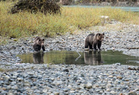Grizzly Bears