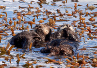 Otters/ Pt. Lobos