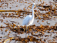 Great White Egret