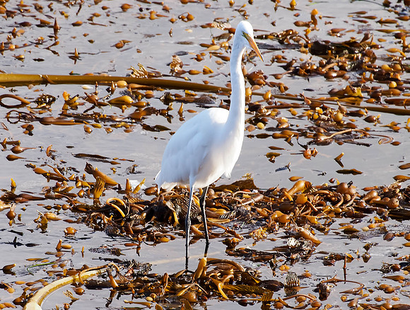 Great White Egret