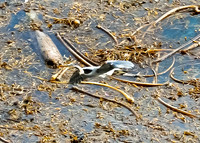 Blue Heron