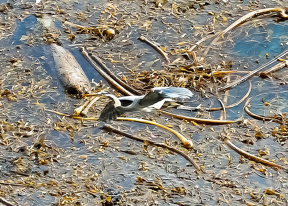 Blue Heron