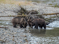 Grizzly Bears