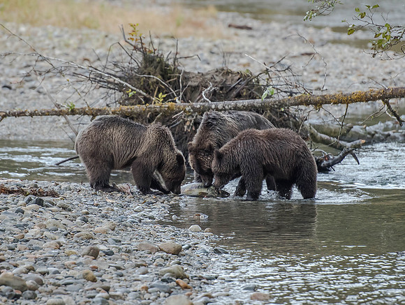 Grizzly Bears