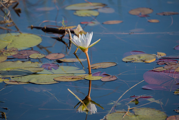 Water lilly in Delta