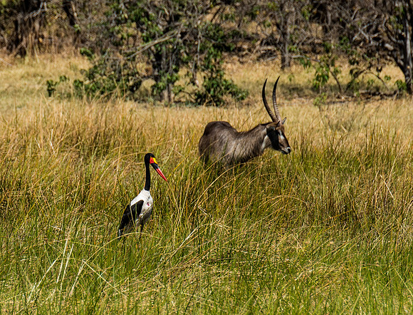 Saddle-billed Stork