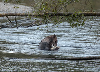Grizzly Bear