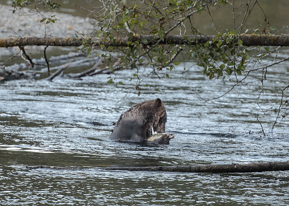 Grizzly Bear