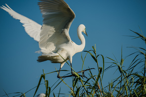 Great White Egret