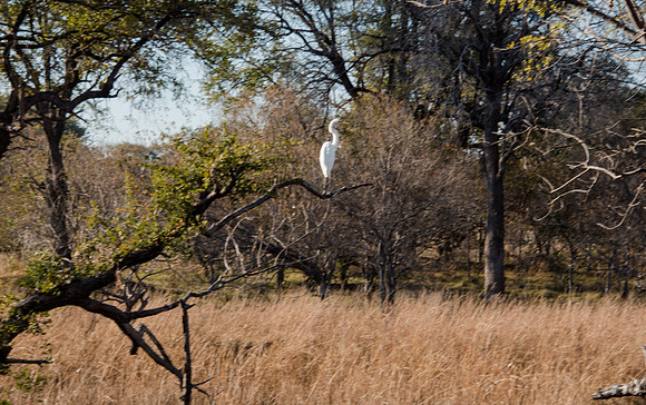 Lone Egret