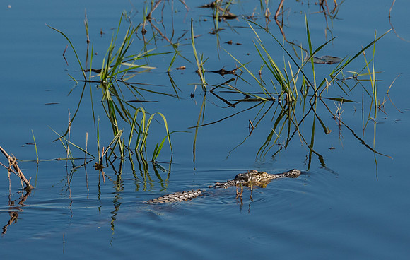 Okavango Delta