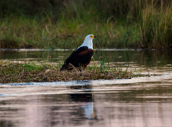 African Fish Eagle
