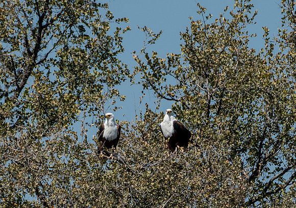 Fish eagles - Mates