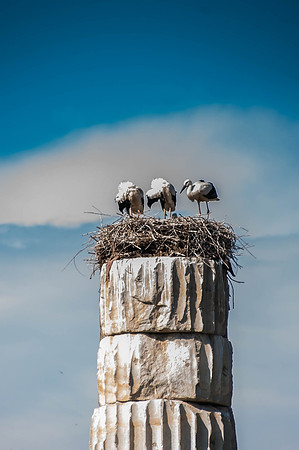 Classic  Nest