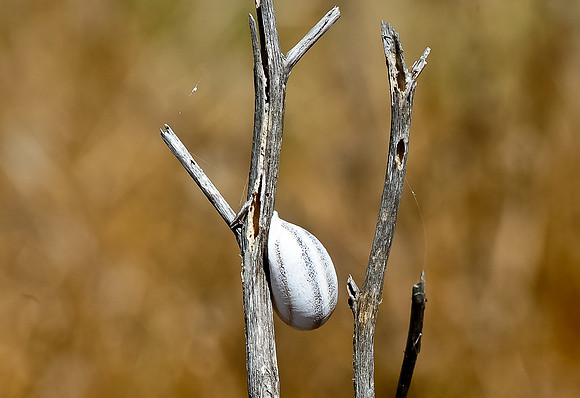 Hung Out to dry