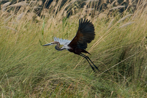 Blue Heron