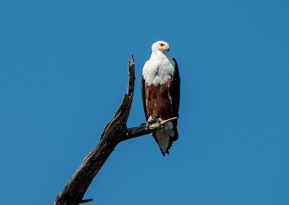 African Fish Eagle