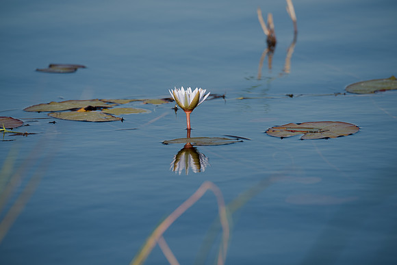 Water Lilly in Delta