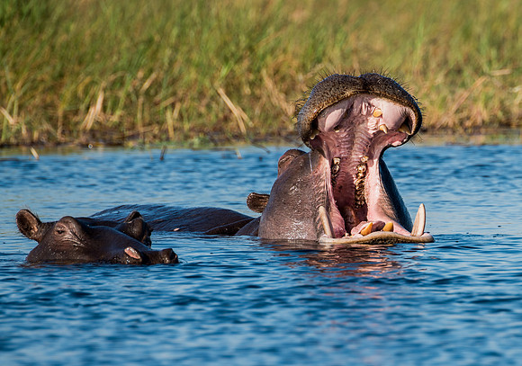 Hippo yawning