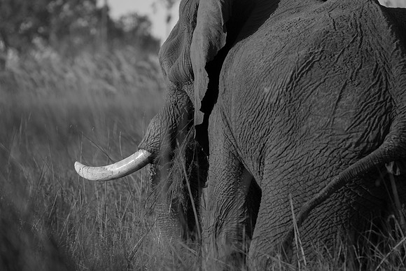 Delta Elephant