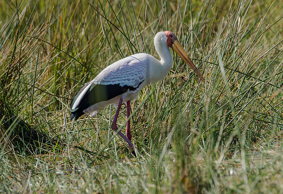 Yellow-billed Stork