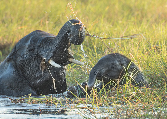 Elephants playing in water
