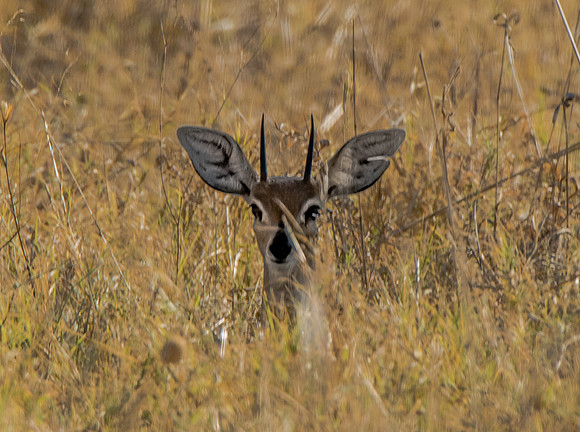 A Steenbok