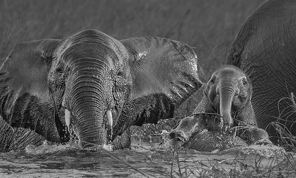 Elephant Family @play in Delta