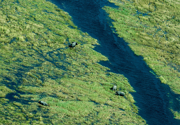 Elephants Okavango Delta