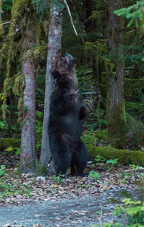 8 ft Grizzly
