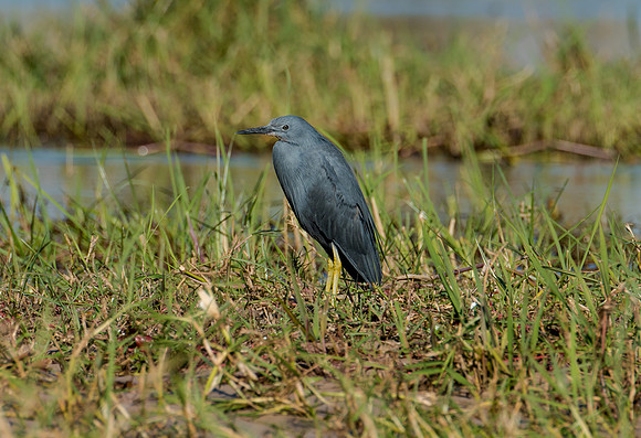 Black Heron