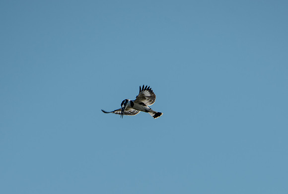 Pied Kingfisher