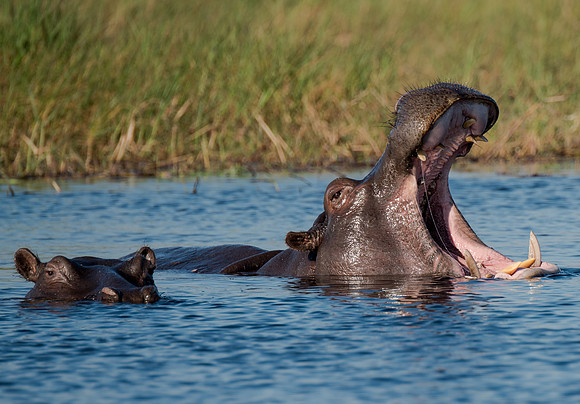 Hippo yawning