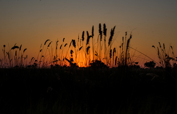 Sunset through the grass