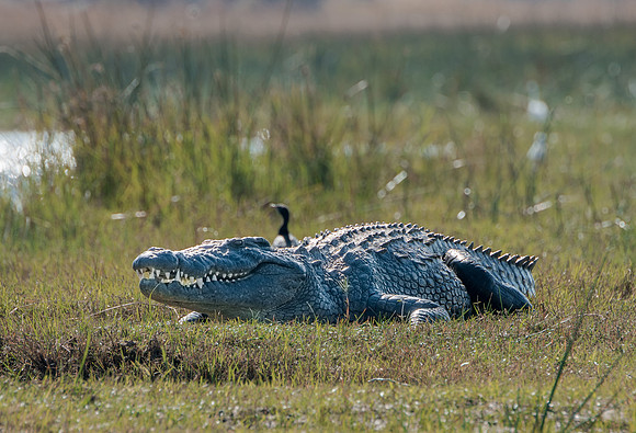 Giant Crocodile