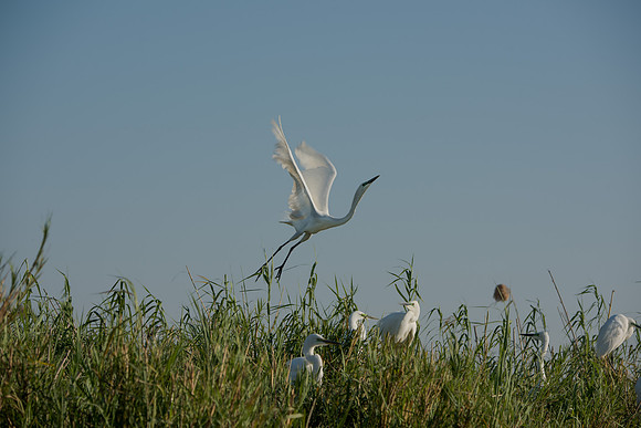 Great White Egret in Delta
