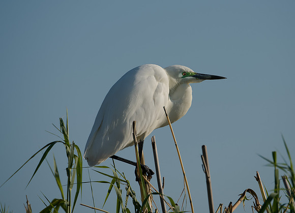 Egret in the Delta