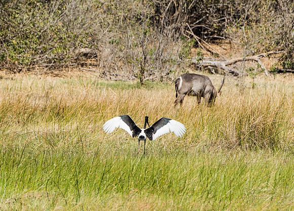 Saddle-billed Stork