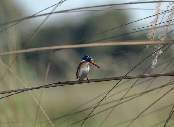 Malachit KingFisher