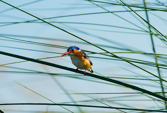 Malachit Kingfisher