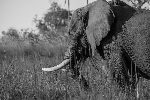 Delta Elephant