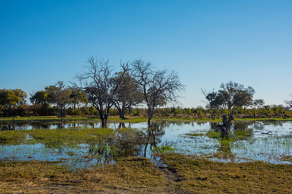 Khwai River Delta